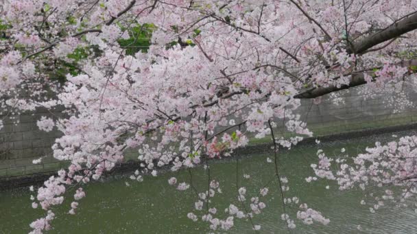 Meguro River Cherry Blossoms v Meguro City, Tokio, Japonsko - Záběry, video