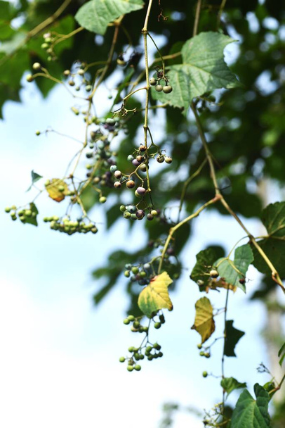 Ampelopsis glandulosa (Porseleinen bessen) bessen. Vitaceae bladverliezende wijnstruik. De kleur van bessen is aanvankelijk groen en verandert in blauw-paars, rood-paars.  - Foto, afbeelding