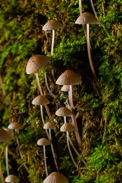 Paddestoel Mycena galopus groeit op groen mos in het bos. - Foto, afbeelding