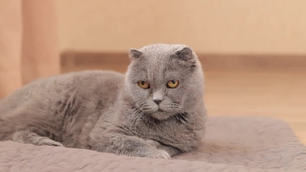 Eine schöne graue Katze ruht auf einem Teppich auf dem Boden. Britische Katze aus nächster Nähe. Ein gepflegtes Haustier liegt auf seinem Bettzeug. Alte britische Katze in gemütlicher Atmosphäre - Filmmaterial, Video