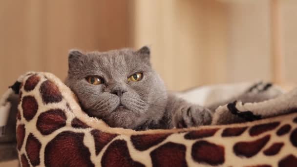 Британський кіт лежить у ліжку. Предмети для домашніх тварин. Кіт дивиться на камеру, крупним планом її дуло. Сіра чистокровна кішка відпочиває у ліжку - Кадри, відео