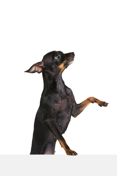 Маленький друже. Один красивий чорно-коричневий щеня Праги дає лапу ізольовано на білому студійному тлі. Пінчер вихованець виглядає здоровим і щасливим. Концепція догляду за тваринами, здоров'я, ветеринар, мода, реклама - Фото, зображення