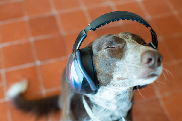 Hund mit geräuschunterdrückenden Kopfhörern, mit geschlossenen Augen aufblickend, genervt von übermäßigem Krach von Feuerwerkskörpern oder lauten Geräuschen - Foto, Bild