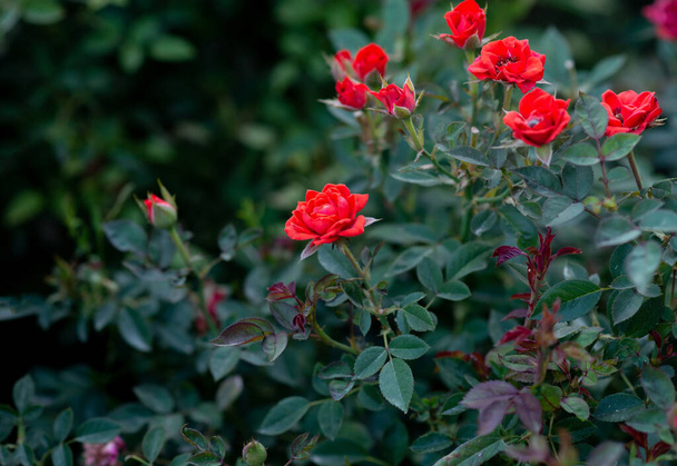 Червоні троянди в саду. фон природи - Фото, зображення