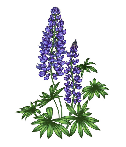  Vector illustration of purple lupine flower in engraving style - Vector, Image