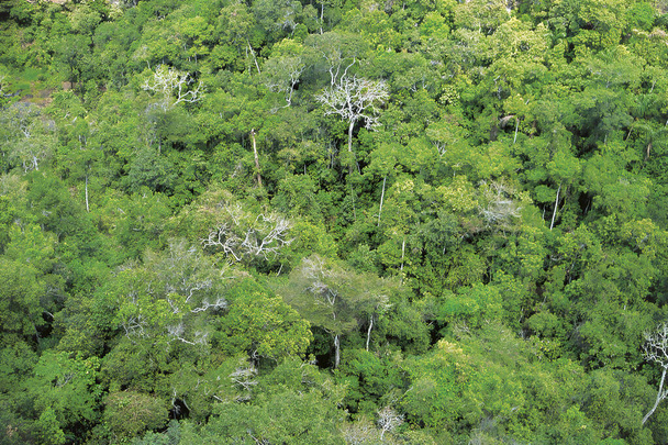 Vista aérea da floresta amazônica - Foto, Imagem
