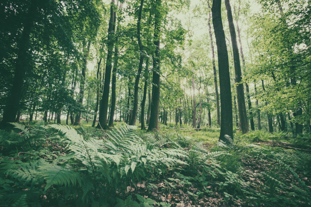 Piękny zielony las z paprociami - Zdjęcie, obraz