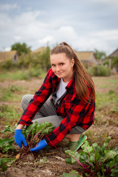 Ahkera maanviljelijä nainen kerää juurikkaita pelloilla. pieni ekologinen maatila terveellisten tuotteiden kanssa - Valokuva, kuva