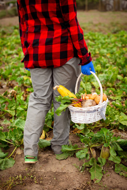 庭で新鮮な野菜を収穫したバスケットを運ぶ庭師 - 写真・画像