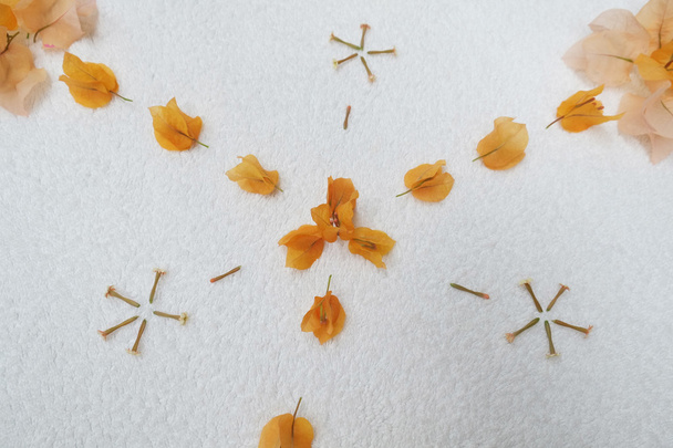 Conception pétale de fleur orange
 - Photo, image
