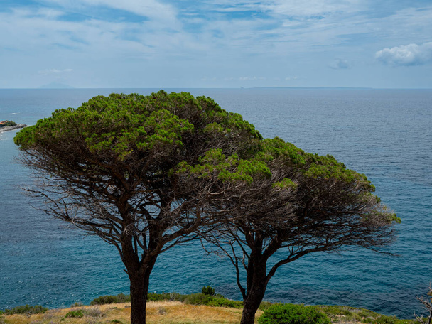 Pinos y aguas azules cerca de Marciana en la isla italiana de Elba - Foto, imagen