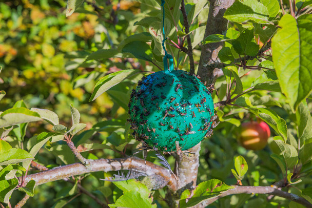 Közelkép a zöld műanyag ragadós rovarok csapdába az almafa. - Fotó, kép