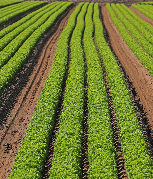 very green heads of fresh lettuce in intensive cultivation on very fertile sandy soil - Photo, Image