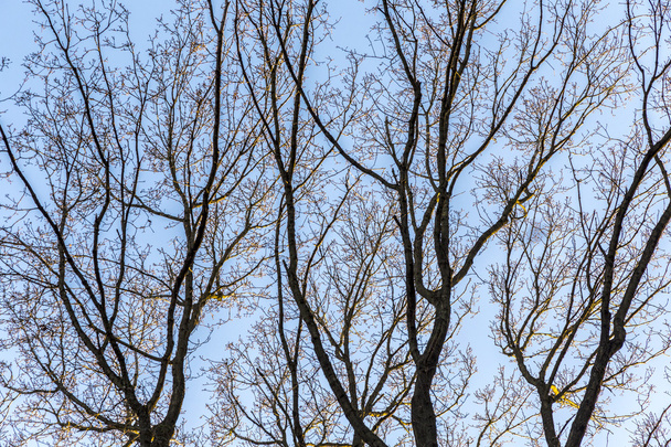 ramos de carvalho contra o céu
 - Foto, Imagem