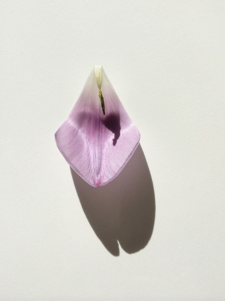 pétala de tulipa
 - Foto, Imagem
