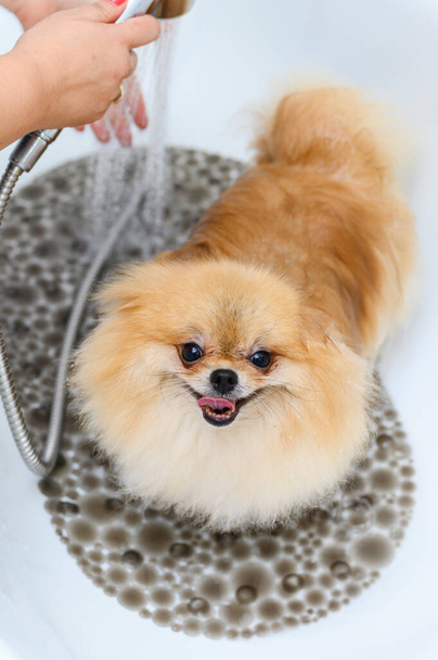 Spitz cane farsi la doccia prima del taglio dei capelli al salone di toelettatura. - Foto, immagini