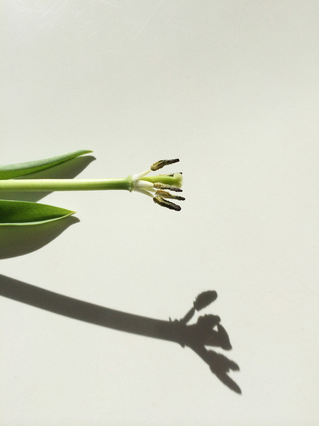 tulipán - Fotó, kép