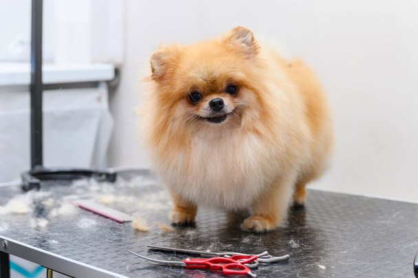 Spitz chien lors d'une coupe de cheveux dans un salon de coiffure. - Photo, image