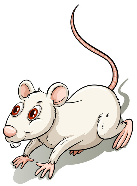Biały mały szczur - Wektor, obraz