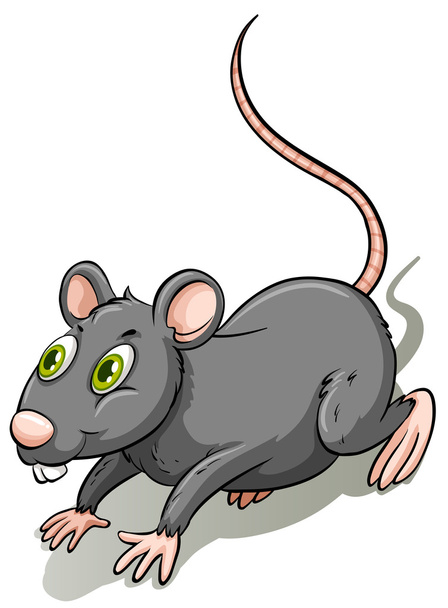 Серая крыса
 - Вектор,изображение
