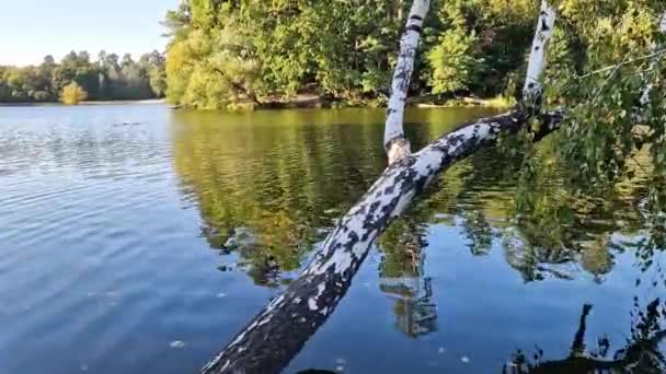 Tronco de abedul en el agua, lago. Hermoso paisaje colorido de un lago o río y la orilla opuesta. Naturaleza. El abedul doblado sobre el agua - Metraje, vídeo