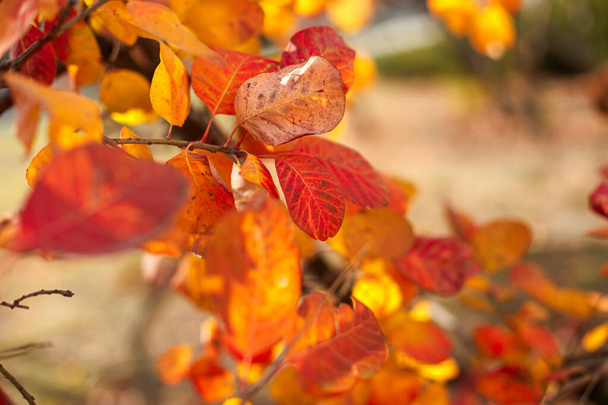 Schöne rote Blätter an einem sonnigen Herbsttag im Vordergrund und verschwommenem Hintergrund - Foto, Bild