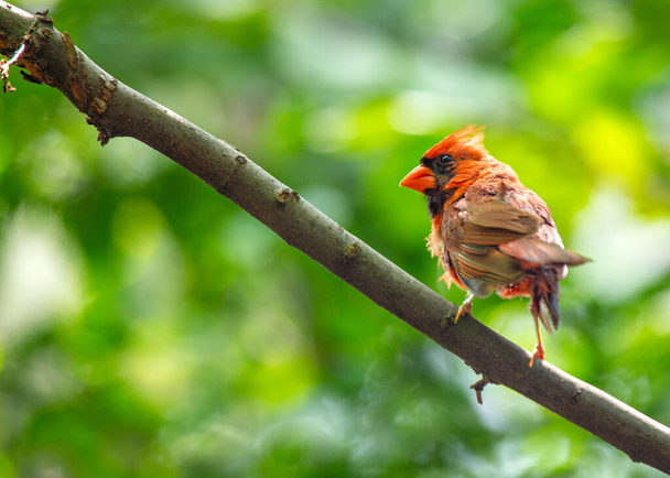 Ikoninen pohjoisen kardinaali, Cardinalis cardinalis, vangittiin Central Park, New York, esittelee sen elinvoimainen plumage. - Valokuva, kuva