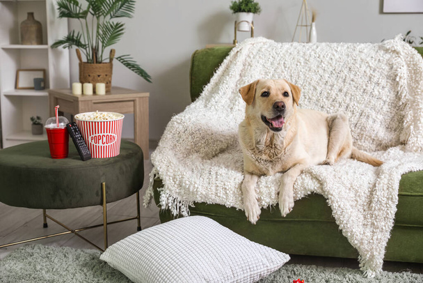 Милая собака-лабрадор с ведром попкорна, чашкой содовой и пультом от телевизора, лежащая на диване в гостиной - Фото, изображение