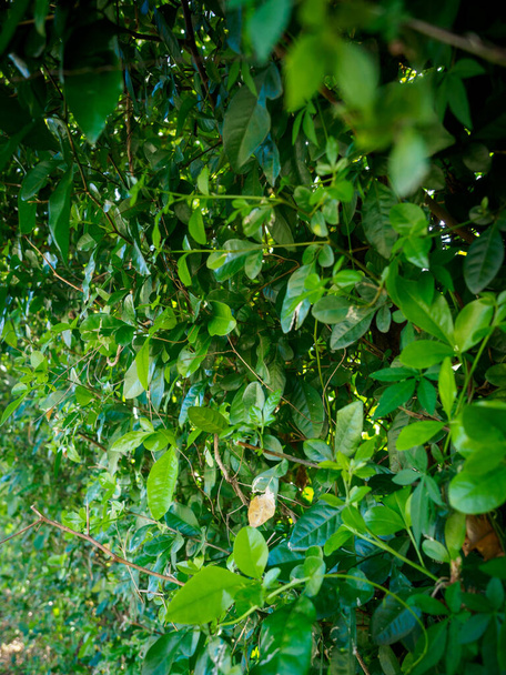 zielone rośliny w tle z rozmytym tłem - Zdjęcie, obraz