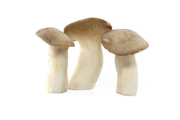 Pleurotus eryngii mushroom isolated on white background, also known as king trumpet mushroom, French horn mushroom, eryngi, king oyster mushroom, king brown mushroom - Photo, Image