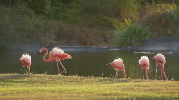 Rózsaszín Amerikai Flamingók Curacao Karib-szigetén. Madárvilág - Felvétel, videó