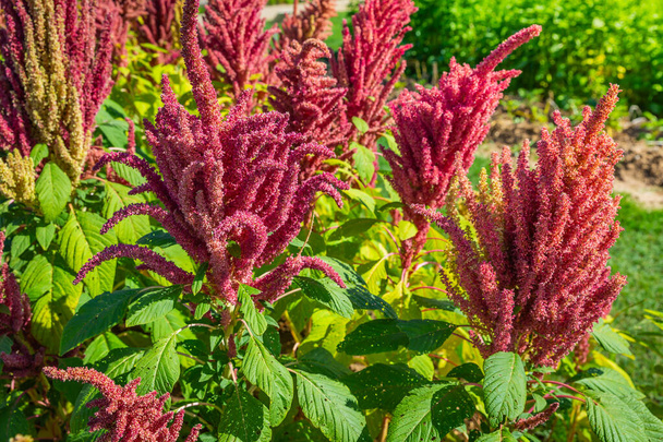 夏の庭で成長するインドの赤いアマランサ植物. 葉植物,穀物および観賞植物,タンパク質およびアミノ酸の源,グルテンフリー - 写真・画像