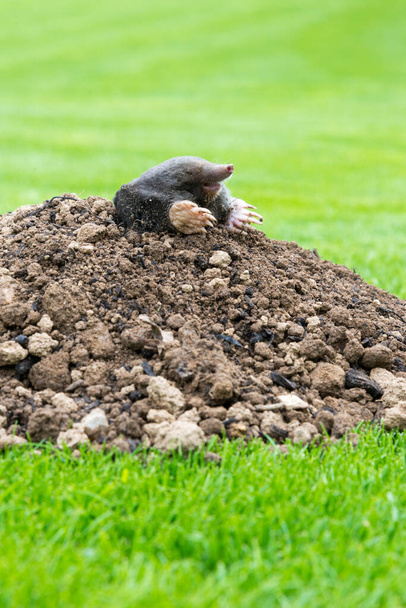 Mole, Talpa europaea, crawling out of brown molehill, green grass in background. Animal from garden. - Photo, Image