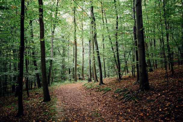 Sonbaharda güzel yeşil orman - Fotoğraf, Görsel