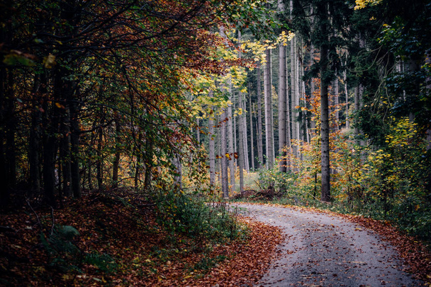 Road path in beautiful autumn forest - Photo, Image
