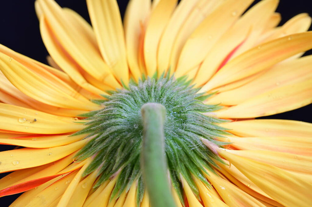 belle fleur de gerbera sur fond sombre, concept d'été, vue rapprochée - Photo, image