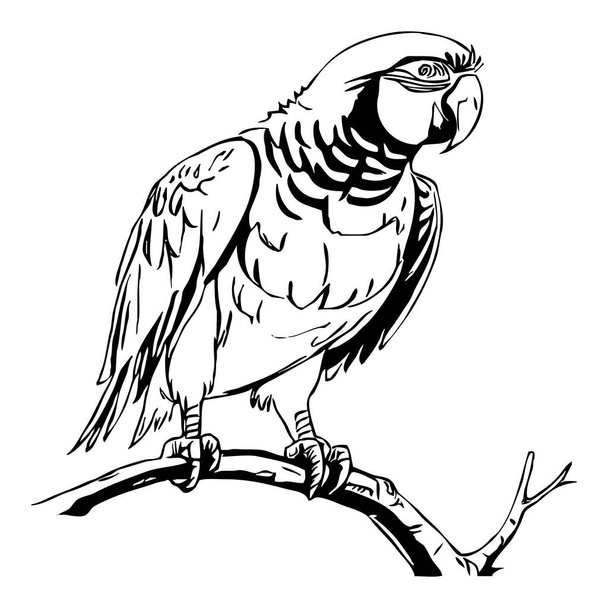 Parrot . Black and white graphics. Logo design for use in graphics. T-shirt print, tattoo design.   - Photo, Image
