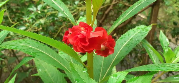  Impatiens Balsamina es una planta con flores perteneciente a la familia Balsaminaceae. También es conocido Balsam, Rose Balsam, Garden Balsam, Touch-me-not, Spotted Snapweed y Dopati. Su lugar nativo es la India y Myanmar. - Foto, Imagen