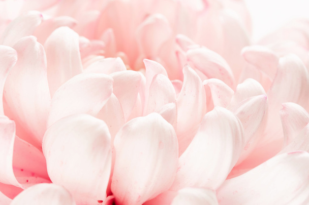 美しいピンクの花 - 写真・画像