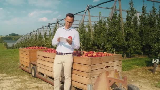 Satış temsilcisi elma bahçesindeki dijital tablete göz atıyor. 8K 'da kırmızı helyum kamerayla çekildi..   - Video, Çekim