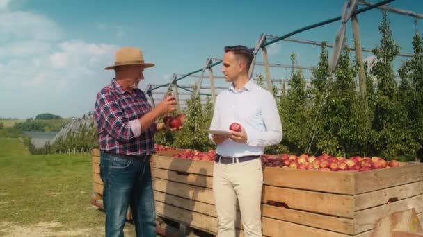 Kıdemli çiftçi ve satış temsilcisi elma bahçesinde dijital tablet üzerinde konuşuyor. 8K 'da kırmızı helyum kamerayla çekildi..   - Video, Çekim