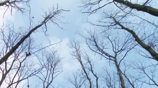 Tree canopy winding - Footage, Video