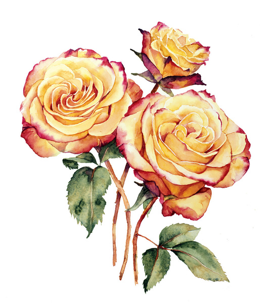 Watercolor with three yellow-pink roses composition - Photo, Image