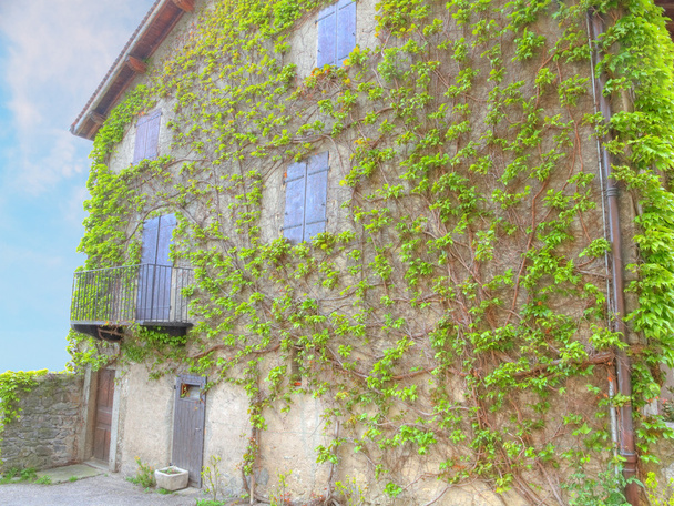 Mur de la maison avec vignes
 - Photo, image