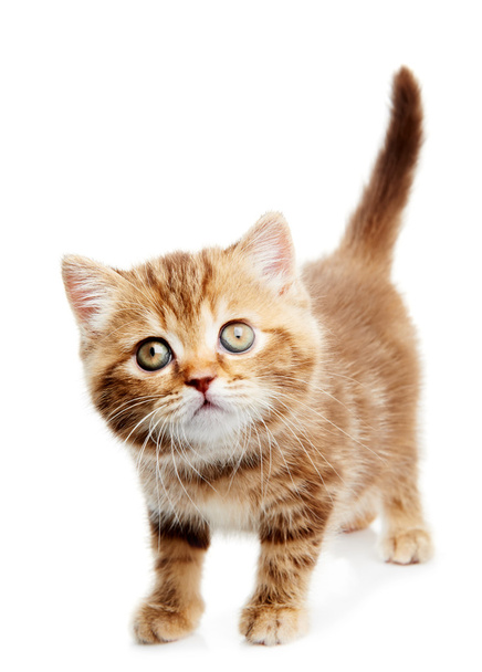 British Shorthair kitten cat isolated - Fotó, kép