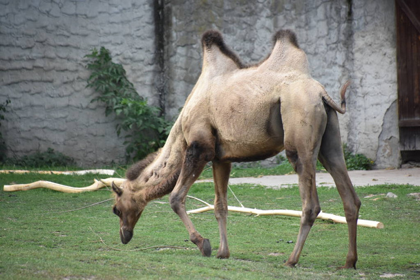 Baktriański Wielbłąd w zoo - Zdjęcie, obraz