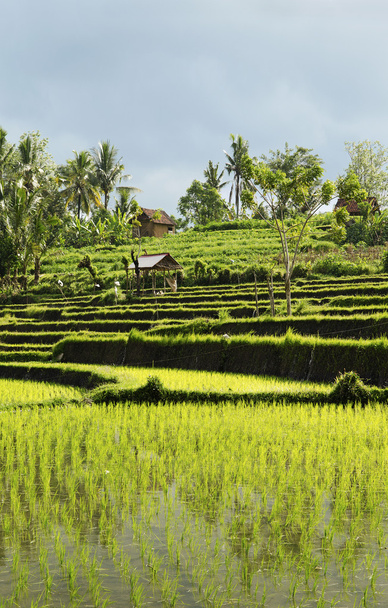 Rice field landscape in bali indonesia - Фото, зображення