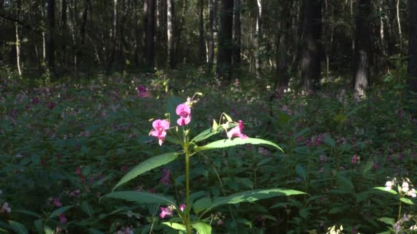 Eine der aggressivsten invasiven Arten ist der Himalaya-Balsam (Impatiens glandulifera). Der Blütenkopf der Pflanze in Nahaufnahme an einem sonnigen Tag in einem schattigen Waldgebiet im Sommer. - Filmmaterial, Video