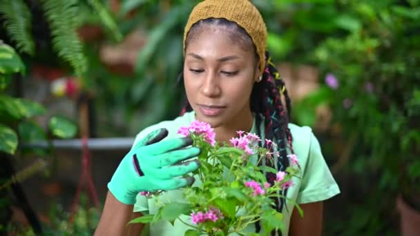 Delighted African American female gardener enjoying scent of Pentas lanceolata flower while standing in greenhouse and looking at camera - Footage, Video
