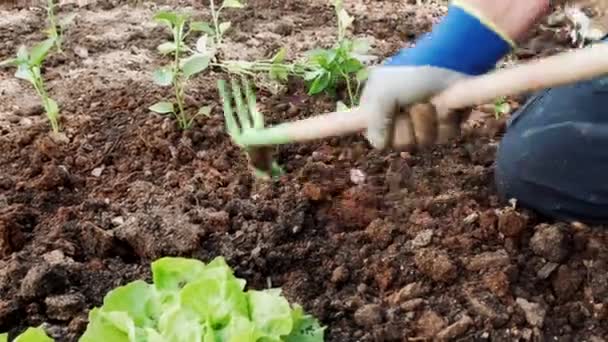 un hombre plantando un jardín en el jardín sobre fondo de la naturaleza - Metraje, vídeo